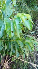 Vangueria madagascariensis