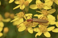 Stenoderus concolor