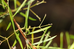 Zieria laxiflora