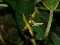 Epidendrum geminiflorum