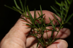 Zieria laxiflora