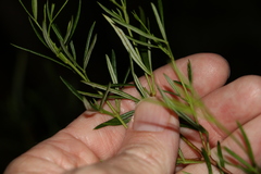 Zieria laxiflora