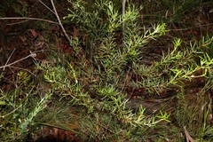 Zieria laxiflora