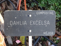 Dahlia excelsa