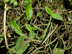 Epidendrum geminiflorum