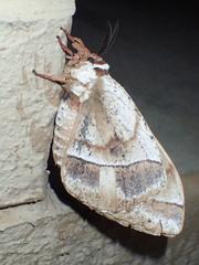 Melanocera menippe