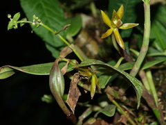 Epidendrum geminiflorum