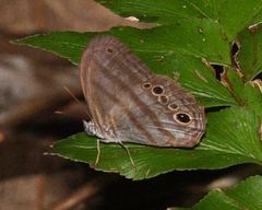 Magneuptychia fugitiva