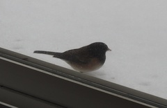 Junco