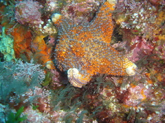 Asterodiscides truncatus