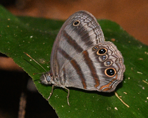 Paryphthimoides sheba