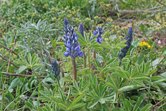 Lupinus prunophilus