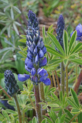 Lupinus prunophilus