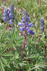 Lupinus prunophilus