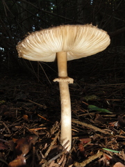 Leucoagaricus nympharum