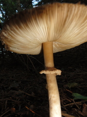 Leucoagaricus nympharum