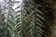 Asplenium cuspidatum