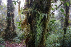 Asplenium cuspidatum