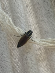 Epistomentis pictus