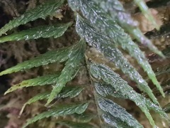 Asplenium cuspidatum