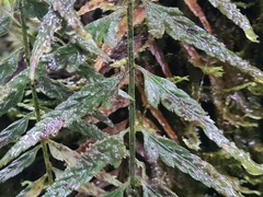 Asplenium cuspidatum