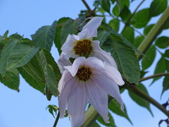 Dahlia excelsa