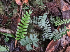 Asplenium cirrhatum
