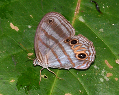 Magneuptychia