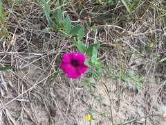 Petunia integrifolia