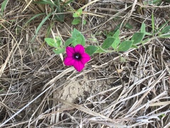 Petunia integrifolia