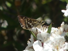 Hesperilla crypsargyra