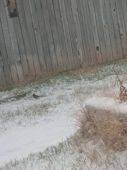 Junco hyemalis
