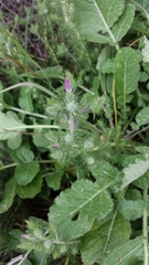 Linanthus californicus