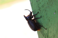 Heterogomphus