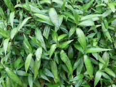 Persicaria odorata
