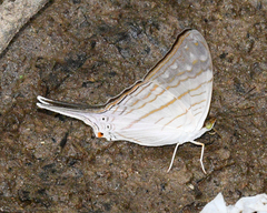 Marpesia egina