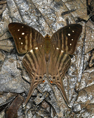 Marpesia egina