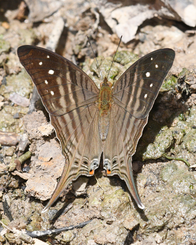 Egina Daggerwing