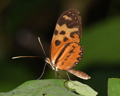 Mechanitis polymnia angustifascia