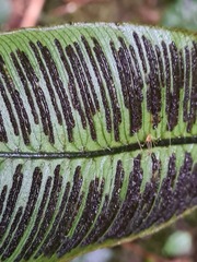 Desmophlebium longisorum