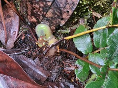 Desmophlebium longisorum