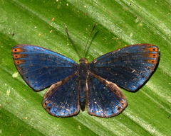 Metacharis regalis