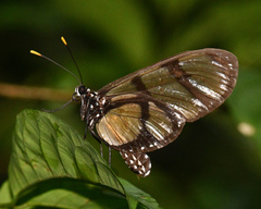 Methona confusa