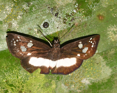 Milanion cramba