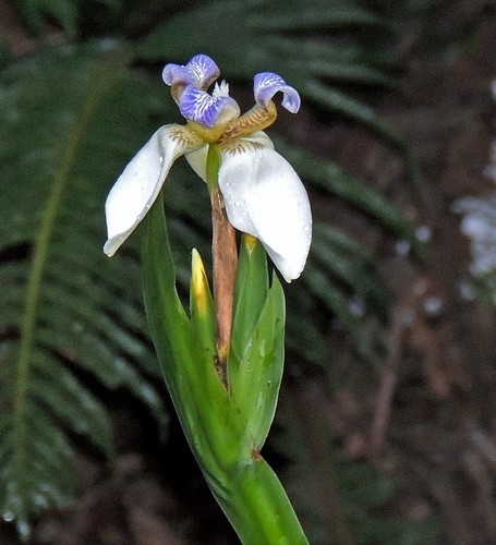 Trimezia candida