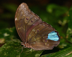 Morpho menelaus