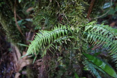 Asplenium dissectum