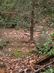 Cardinalis cardinalis