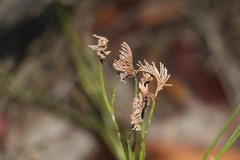 Schizaea