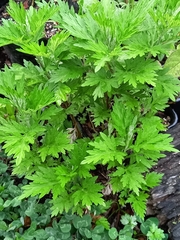 Artemisia argyi